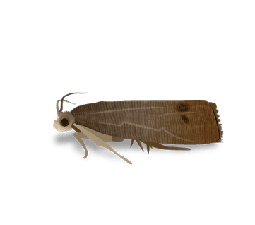Codling Moth