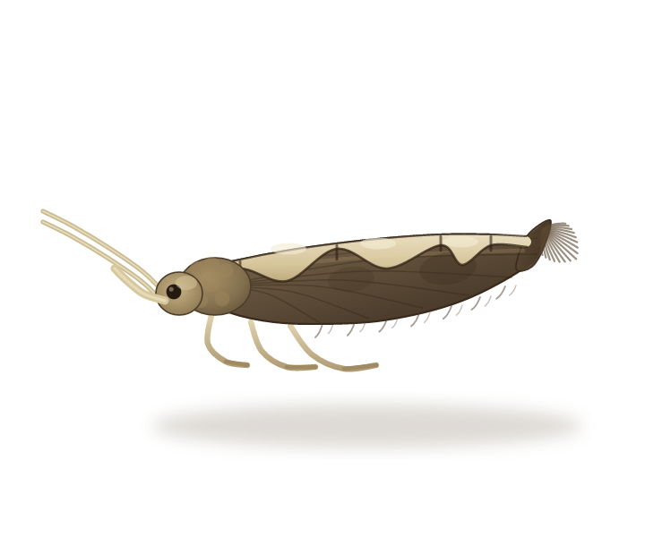Diamondback Moth