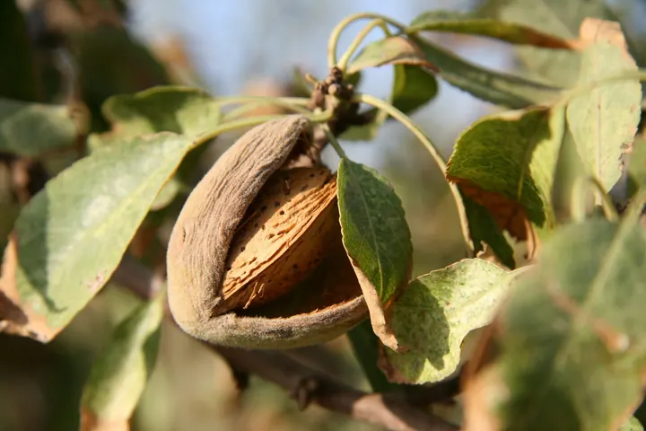 Is Regenerative Agriculture the Lifeline for the US Almond Industry?