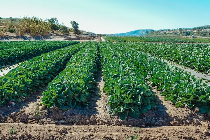 Tiny Pest, Big Problem | Managing the Diamondback Moth in Agriculture