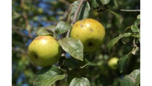 Protecting Your Apples and Almonds - FarmSense