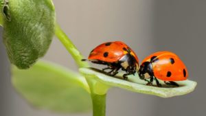 Beneficial Bugs - FarmSense