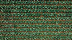 Farmsense - Understanding Pest Management and IPM