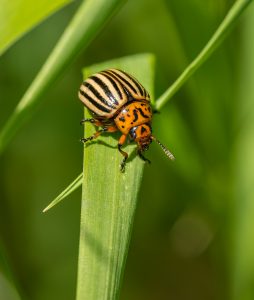 Farmsense - history of pest management