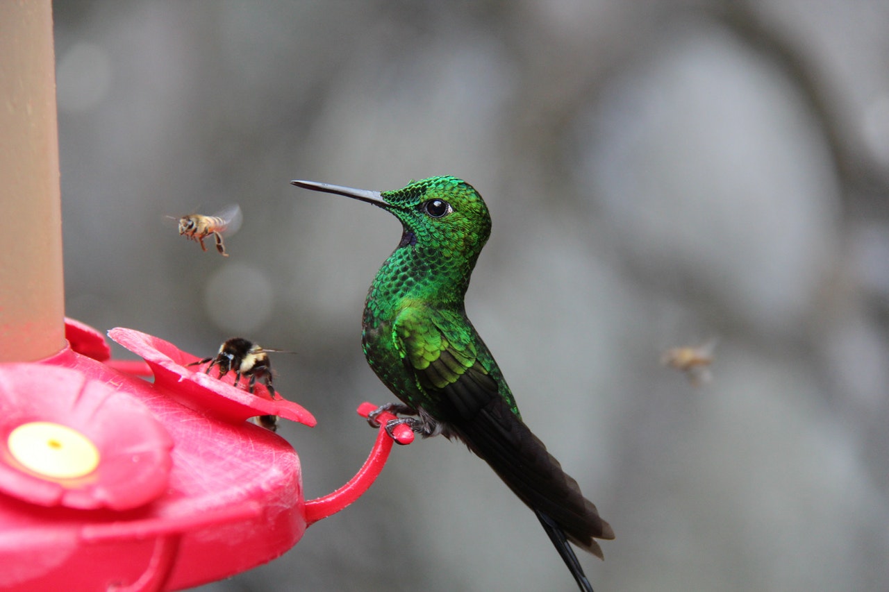 The Value Of Pollinators To The Ecosystem And Our Economy