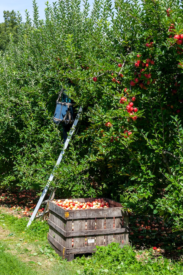 FarmSense Apple Tree