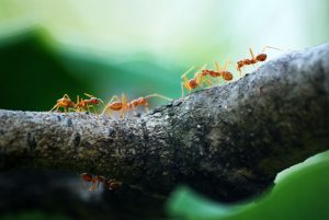 FarmSense - Ants on Branch