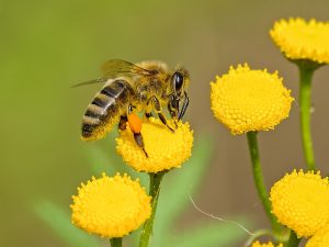 FarmSense Honey Bee