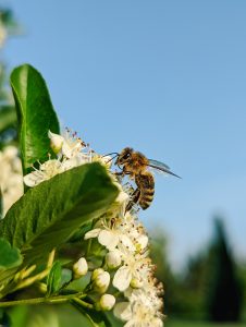 FarmSense The Latest Tech Aimed at Helping Pollinators