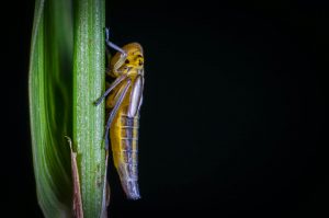 FarmSense - The Value of Insect Monitoring in Modern Agriculture