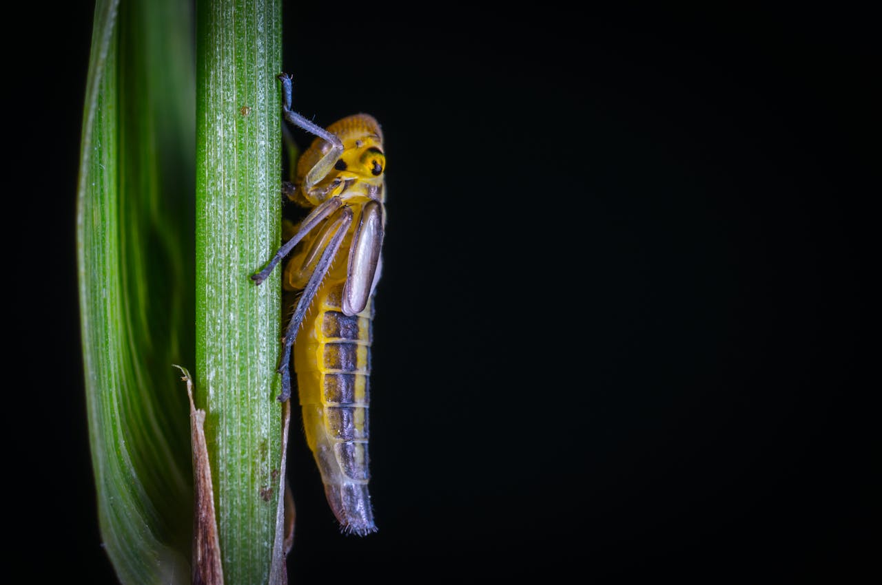 Field Notes | Commercial Agriculture From The Perspective of a Pest ...