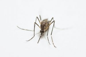 More Than Just a Bite | Why Mosquito Awareness Matters in Commercial Agriculture - FarmSense
